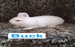 Netherland Dwarf rabbits for sale: Pure Netherland Dwarf Baby Bunnies - Image 10