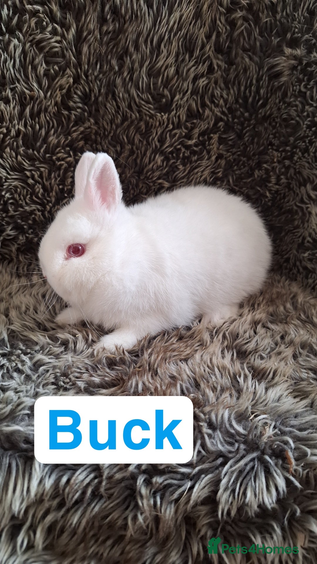 Netherland Dwarf rabbits for sale: Pure Netherland Dwarf Baby Bunnies - Image 10