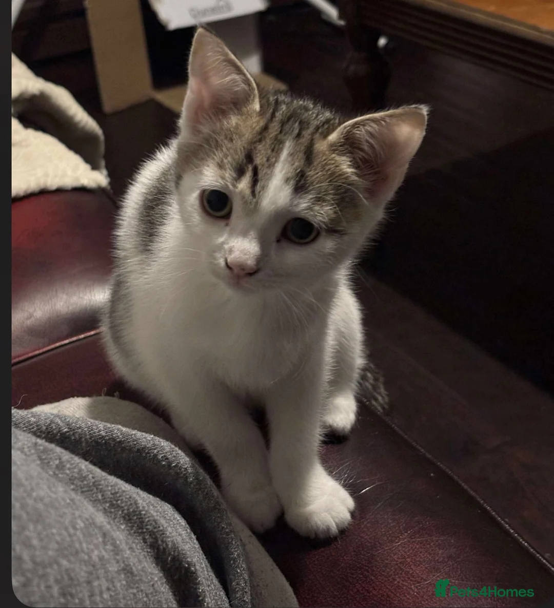 Mixed Breed cats for sale: Adorable home reared kittens  - Advert 4