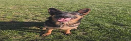 German Shepherd dogs for sale: 11 Beautiful German Shepherd Pups - Advert 22