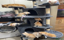 Maine Coon cats for sale: Maine Coon Cross Kittens  - Image 30