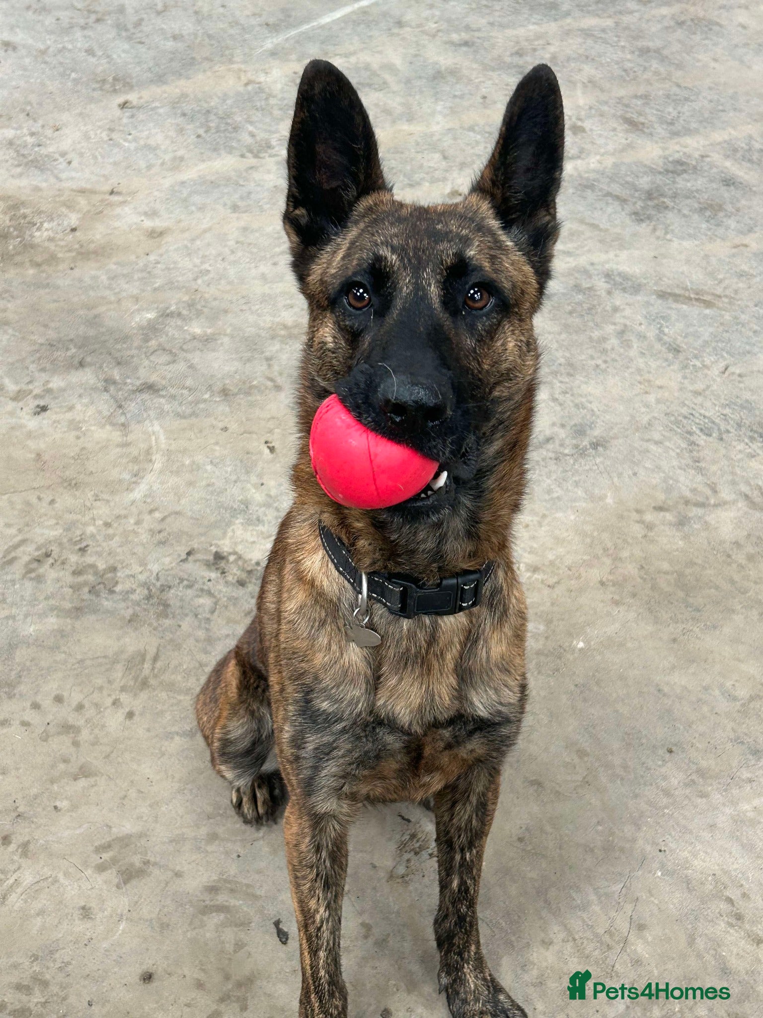 Mixed Breed dogs BEAUTIFUL BUZZ  - Advert 1