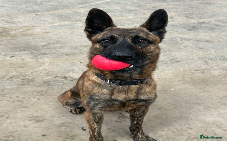 Mixed Breed dogs - Advert 1