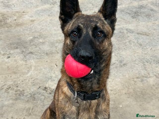 Mixed Breed dogs for adoption - Advert 1