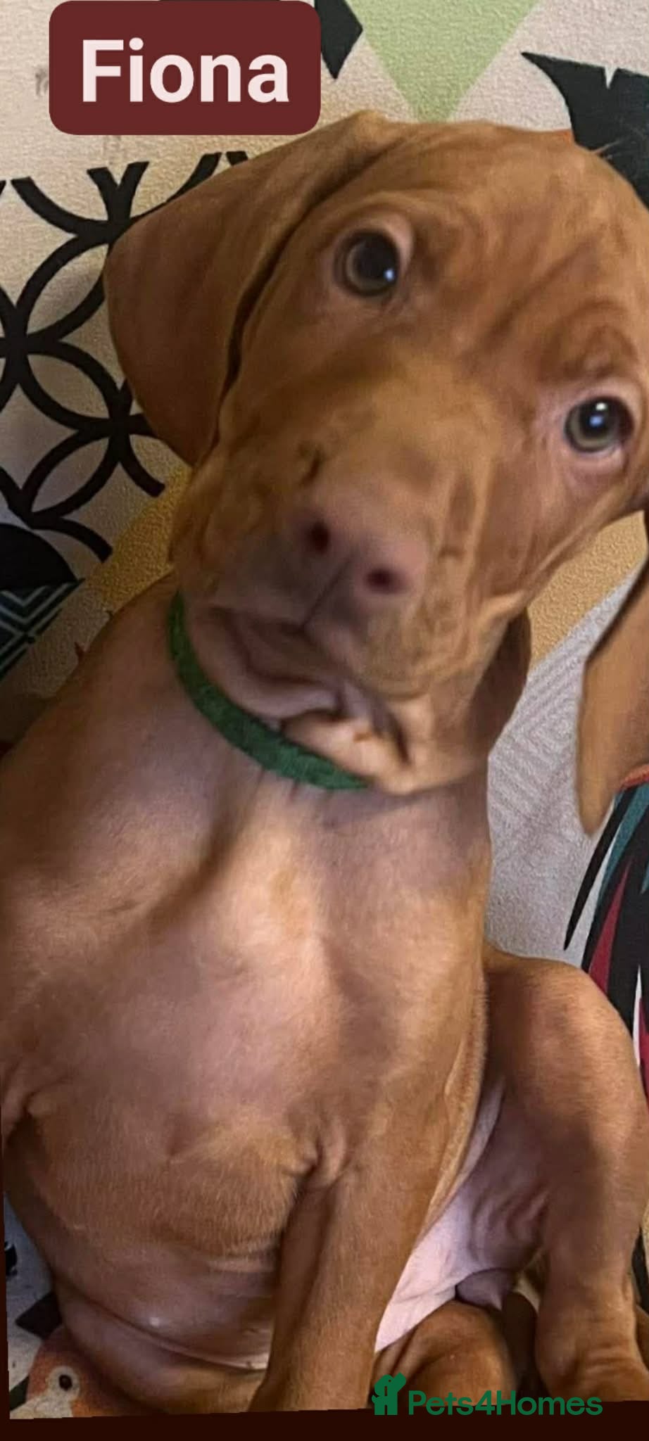 Hungarian Vizsla dogs Beautiful Extra Ordinary Hungarian Vizsla - Advert 3