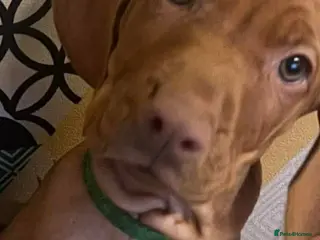 Hungarian Vizsla dogs Beautiful Extra Ordinary Hungarian Vizsla - Advert 3