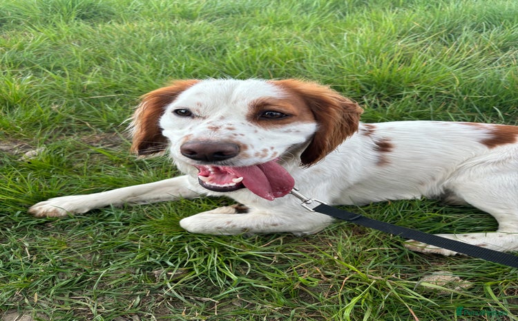 Cocker Spaniel dogs - Advert 1
