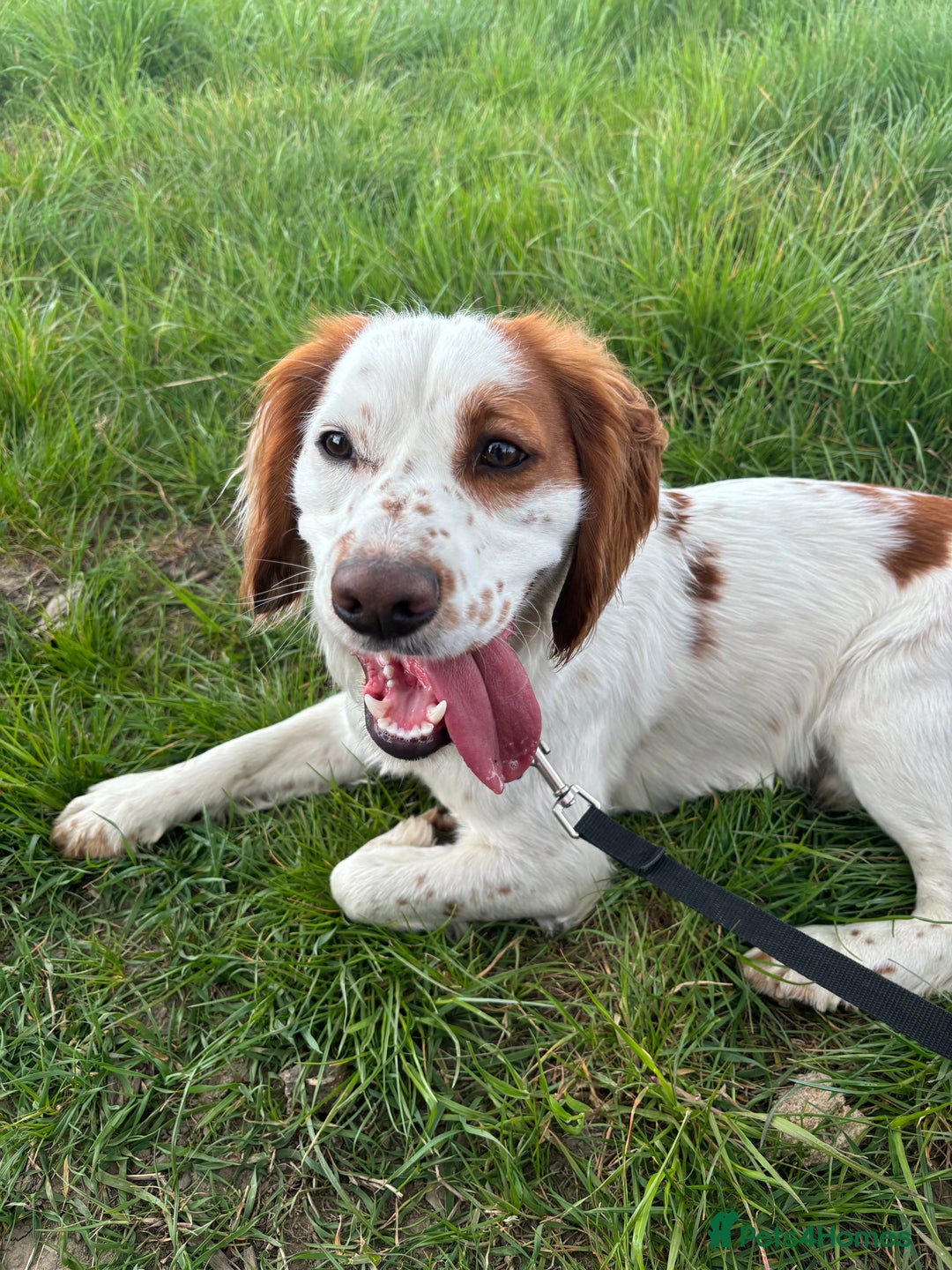 Cocker Spaniel dogs for sale: Charlie the cocker - Image 1