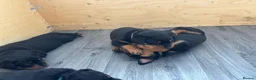Rottweiler dogs for sale: Champion German Rottweiler Puppies - Advert 7