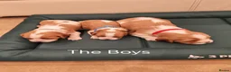 Cavalier King Charles Spaniel dogs for sale: Health tested kc reg Cavaliers - Advert 3