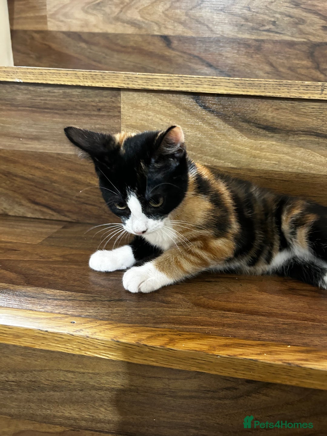 Domestic Shorthair cats for sale: 3 Month Old Calico Cat 🐱  - Image 3