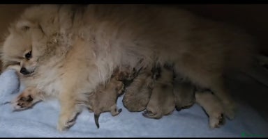 Pomeranian dogs - Advert 3