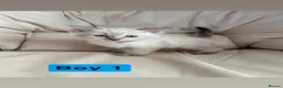 Ragdoll cats for sale: Stunning litter of ragdoll kittens  - Advert 14