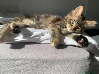 Mixed Breed cats Mixed Main Coon kittens - Advert 6
