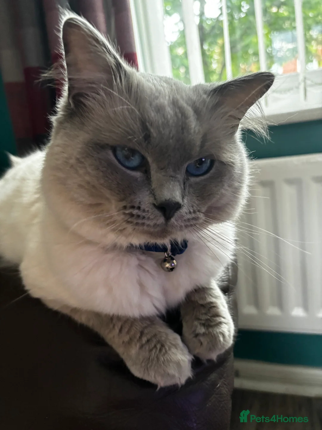 Ragdoll cats for stud: Pedigree Ragdoll for stud duty  in Worcester - Advert 5