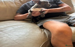 Boston Terrier dogs for sale: Beautiful KC Boston Terriers - Image 23