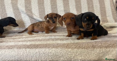 Miniature Dachshund dogs - Advert 10