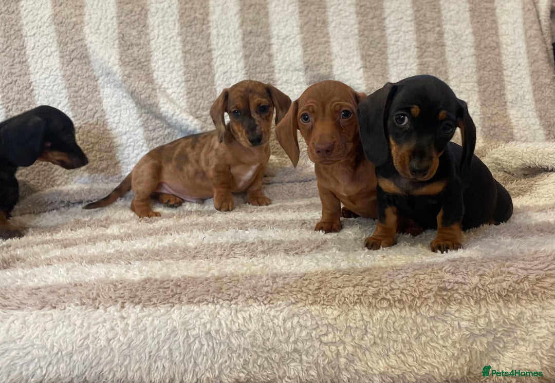 Miniature Dachshund dogs for sale: Beautiful Dachunds ready now  - Image 2