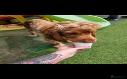 Cocker Spaniel dogs for sale: 8 month old show cocker - Image 5