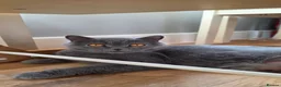British Shorthair cats for sale: Adorable British kittens - Advert 18