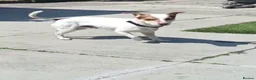 Jack Russell dogs for sale: Milo Jackson Russel  - Advert 18
