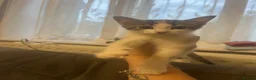 Mixed Breed cats for sale: Kittys kittens  - Advert 10