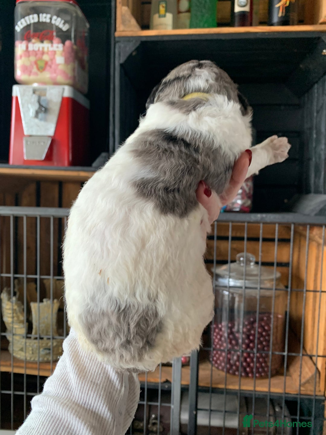 Bernedoodle dogs for sale: Standard Bernedoodle Blue Merle, Black White. - Image 8
