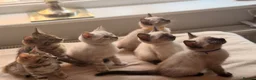 Mixed Breed cats for sale: Stunning Bengal Cross Ragdoll Kittens in Wickford - Advert 9