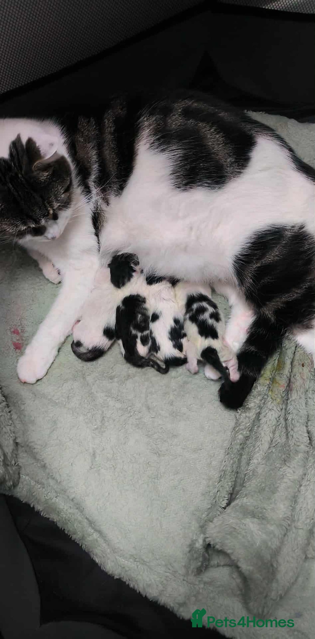 Mixed Breed cats for sale: Beautiful kittens are looking for a new family. - Advert 2