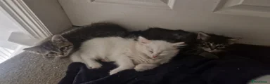 Maine Coon 6