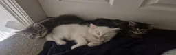 Maine Coon cats for sale: Kittens ready for forever home - Advert 4