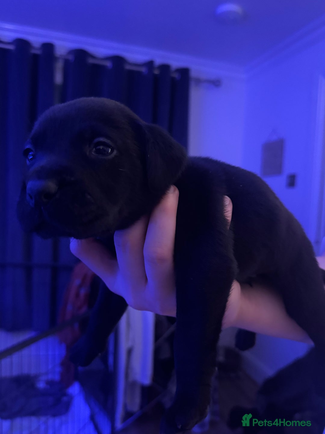 Mixed Breed dogs for sale: Beautiful Labrador cross puppies🐶 - Image 8