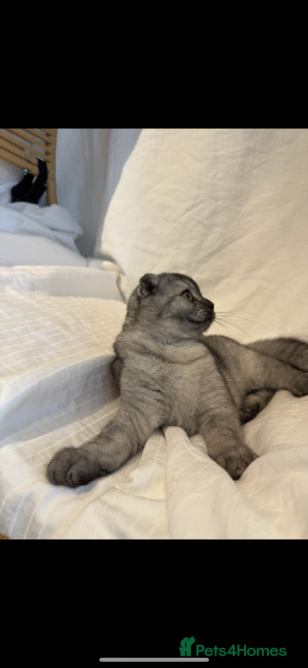 Scottish Fold cats for sale: Scottish Fold Kittens Variety of Colours - Image 4
