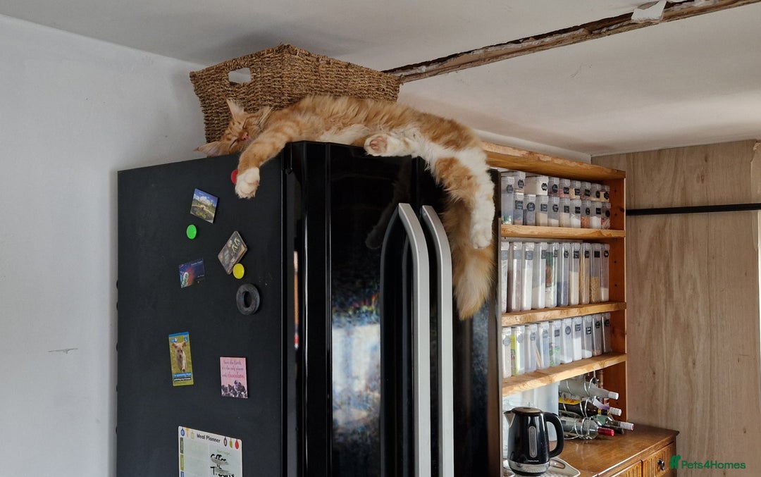 Maine Coon cats for sale: 16 month neutered male - Advert 5