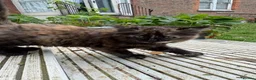 Mixed Breed cats for sale: Beautiful Fluffy Tortoiseshell Female Kitten - Advert 12