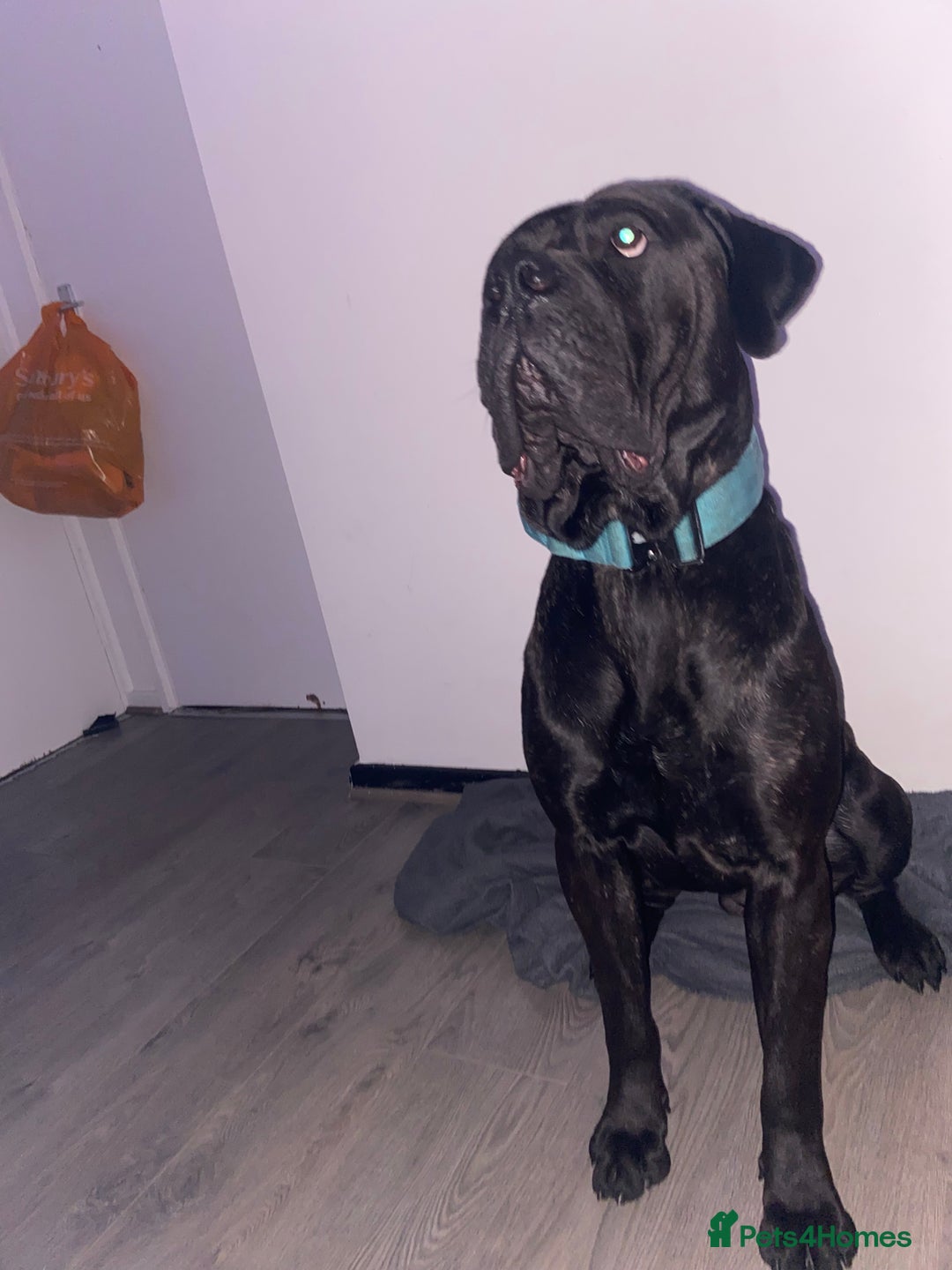 Cane Corso dogs for stud: Zeus  - Advert 1