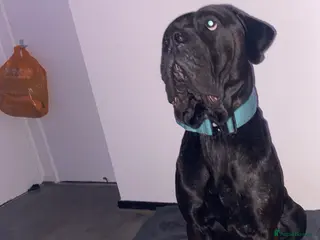 Cane Corso dogs Zeus - Advert 4