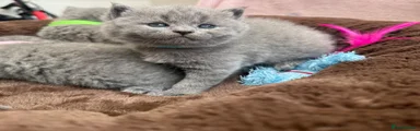 British Shorthair Kitten 1