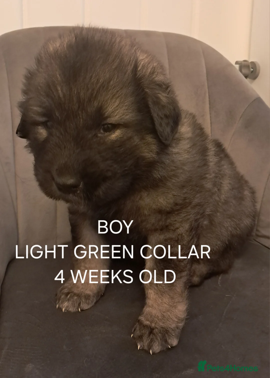 Caucasian Shepherd Dog dogs for sale: Beautiful big boned Caucasian puppies  - Advert 3