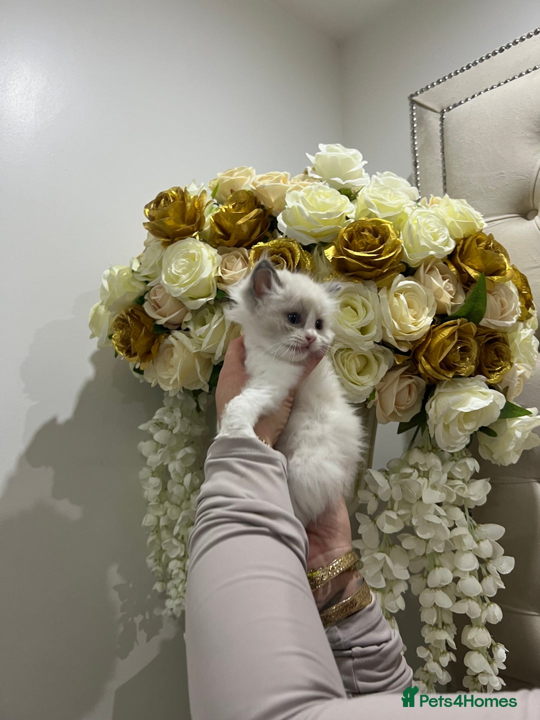 Ragdoll cats for sale: Gccf ragdoll kittens imperial grand champion lines - Advert 19