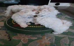 Maltese dogs for sale: Maltese boys - Advert 3