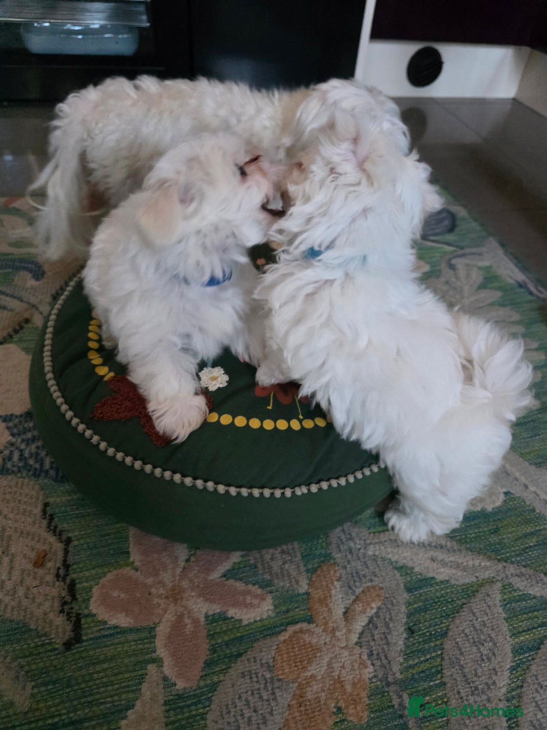 Maltese dogs for sale: Maltese boys - Advert 3