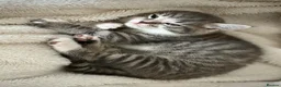Mixed Breed cats for sale: 3 Beautiful Kittens Ready For New Homes - Advert 9