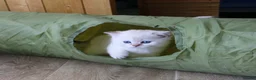 British Shorthair cats for sale: Pedigree British Shorthaired. - Advert 6