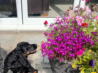 Cocker Spaniel dogs Fully vaccinated KC cocker pups - Advert 10