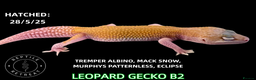 Leopard Gecko reptiles for sale: BABY LEOPARD GECKOS!! - Advert 13