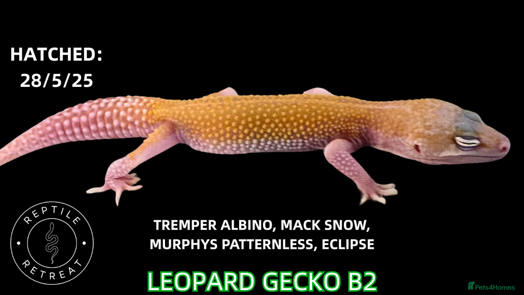 Leopard Gecko reptiles for sale: BABY LEOPARD GECKOS!! - Image 8