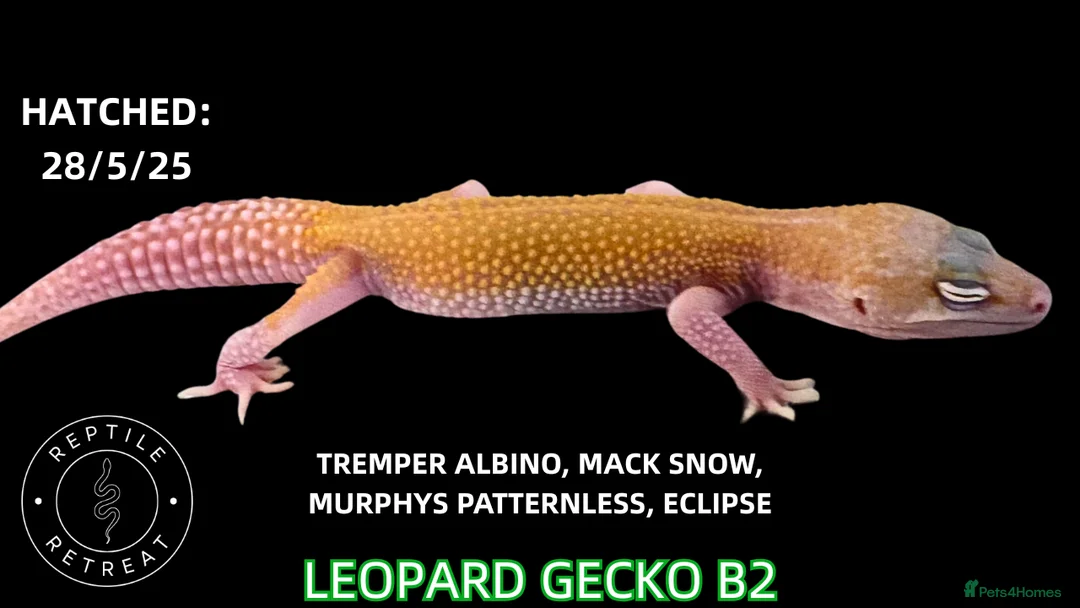 Leopard Gecko reptiles for sale: BABY LEOPARD GECKOS!! - Advert 12