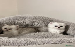 Persian cats for sale: 3 Pure bred male Persian kittens for sale  - Image 4