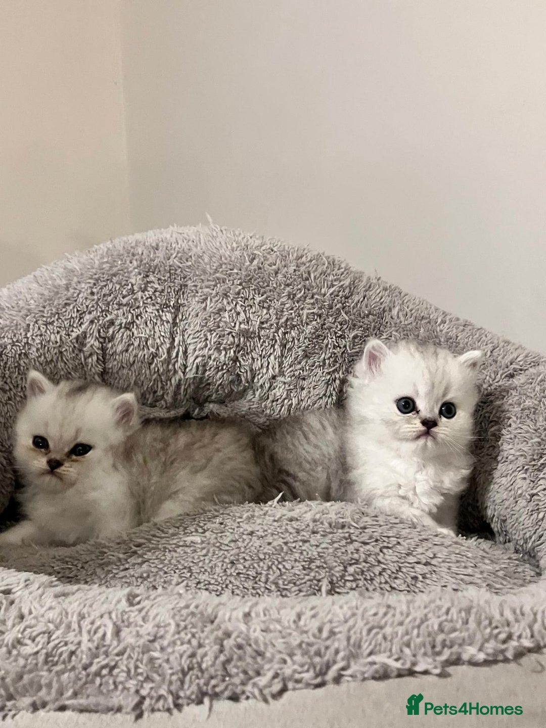 Persian cats for sale: 3 Pure bred male Persian kittens for sale  - Image 4